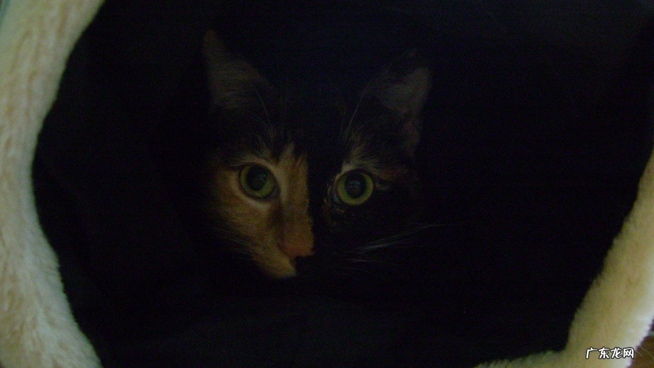 除了猛吃以外的方法 怎样才能增肥?