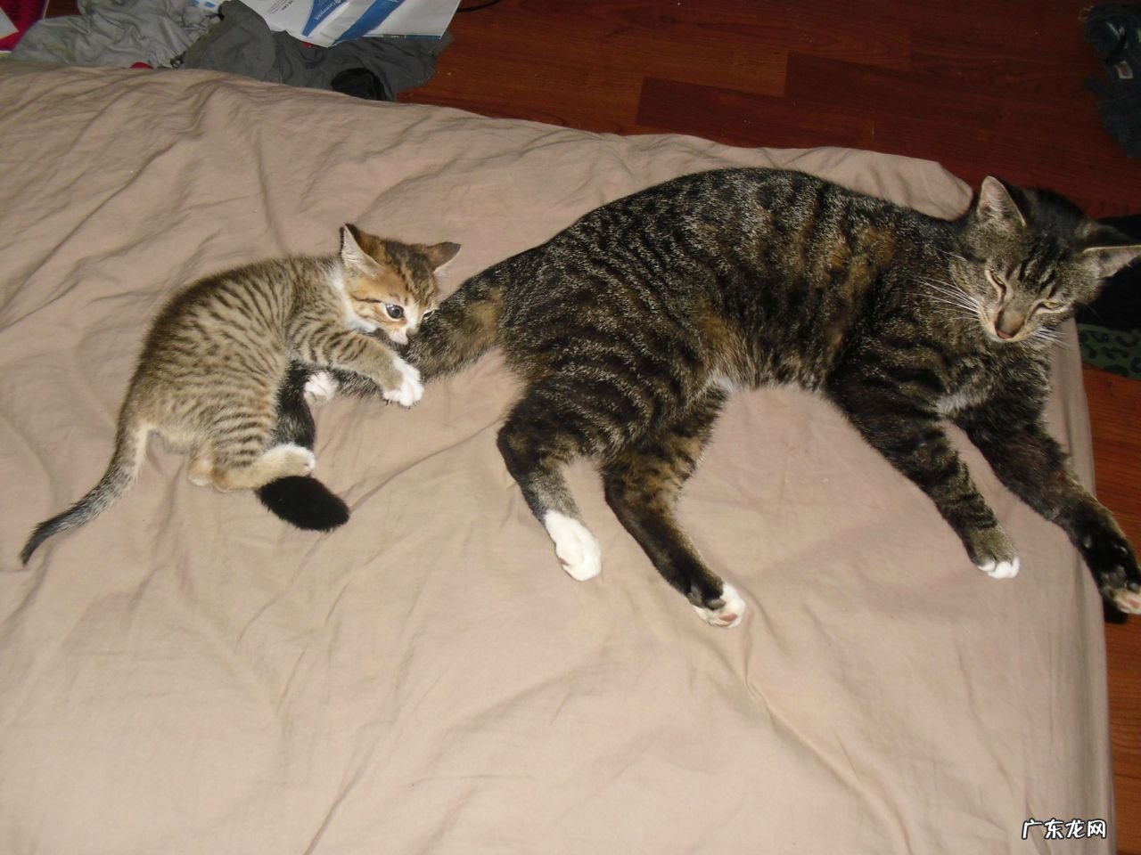 孩子12岁,能服用减肥产品吗