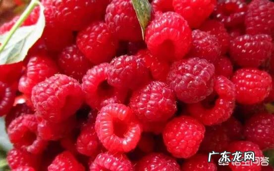 有人说树莓减肥,但只有夏天产树莓,冬天怎么才能吃到树莓呢