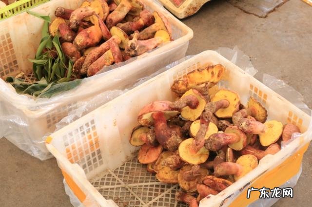 假青头菌能吃么 见手青菌有毒吗