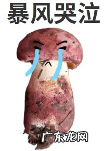 假青头菌能吃么 见手青菌有毒吗