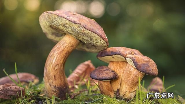 蘑菇致幻对身体有害吗 吃了毒蘑菇致幻