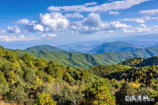 云南有毒菌子图片 变色青蘑菇