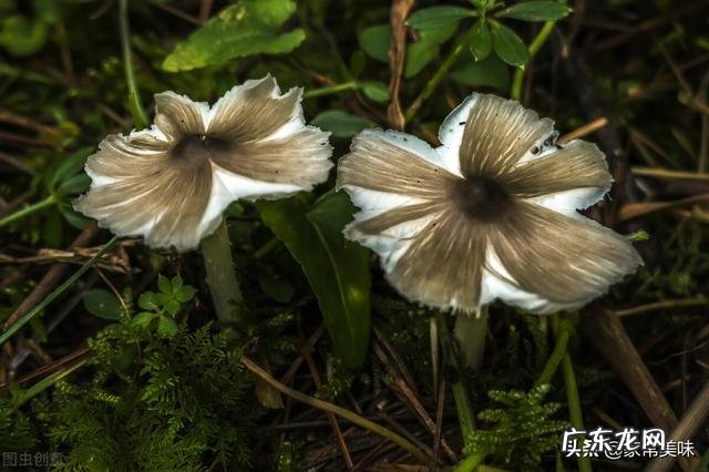 云南有毒菌子图片 变色青蘑菇