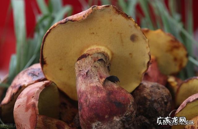 云南有毒菌子图片 变色青蘑菇