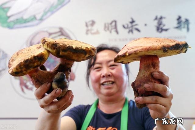 100种有毒蘑菇图 云南警察蘑菇正能量方言版视频