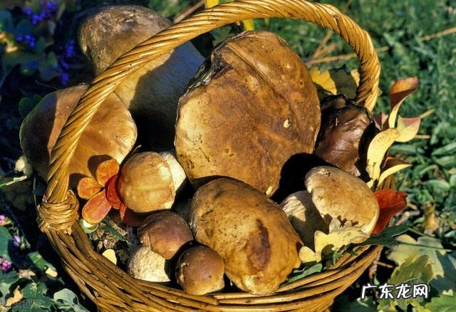 100种有毒蘑菇图 云南警察蘑菇正能量方言版视频