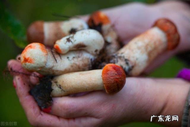 100种有毒蘑菇图 云南警察蘑菇正能量方言版视频