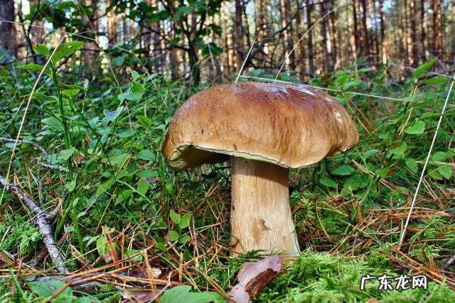 100种有毒蘑菇图 云南警察蘑菇正能量方言版视频