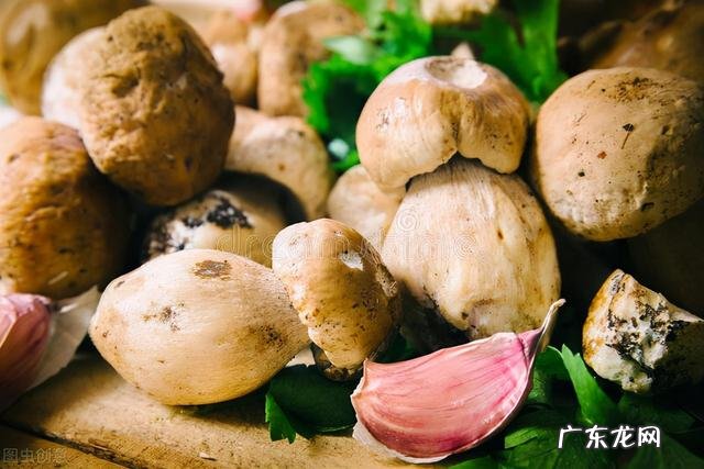 100种有毒蘑菇图 云南警察蘑菇正能量方言版视频