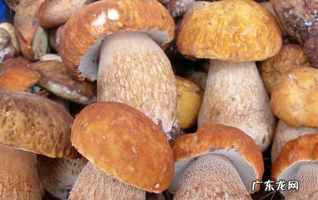 蘑菇发青还可以吃吗 青蘑菇可以吃吗