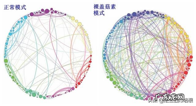 手见青蘑菇小人图 吃错蘑菇看见小人怎么回事
