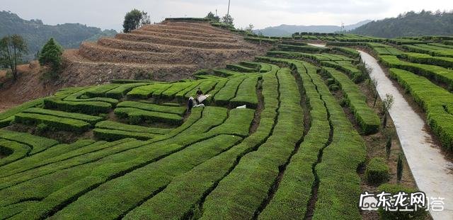在火山视频上经常有卖茶叶的都是99二斤，这茶叶能买吗？