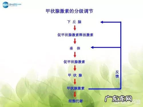 甲状腺与发胖有什么关系？