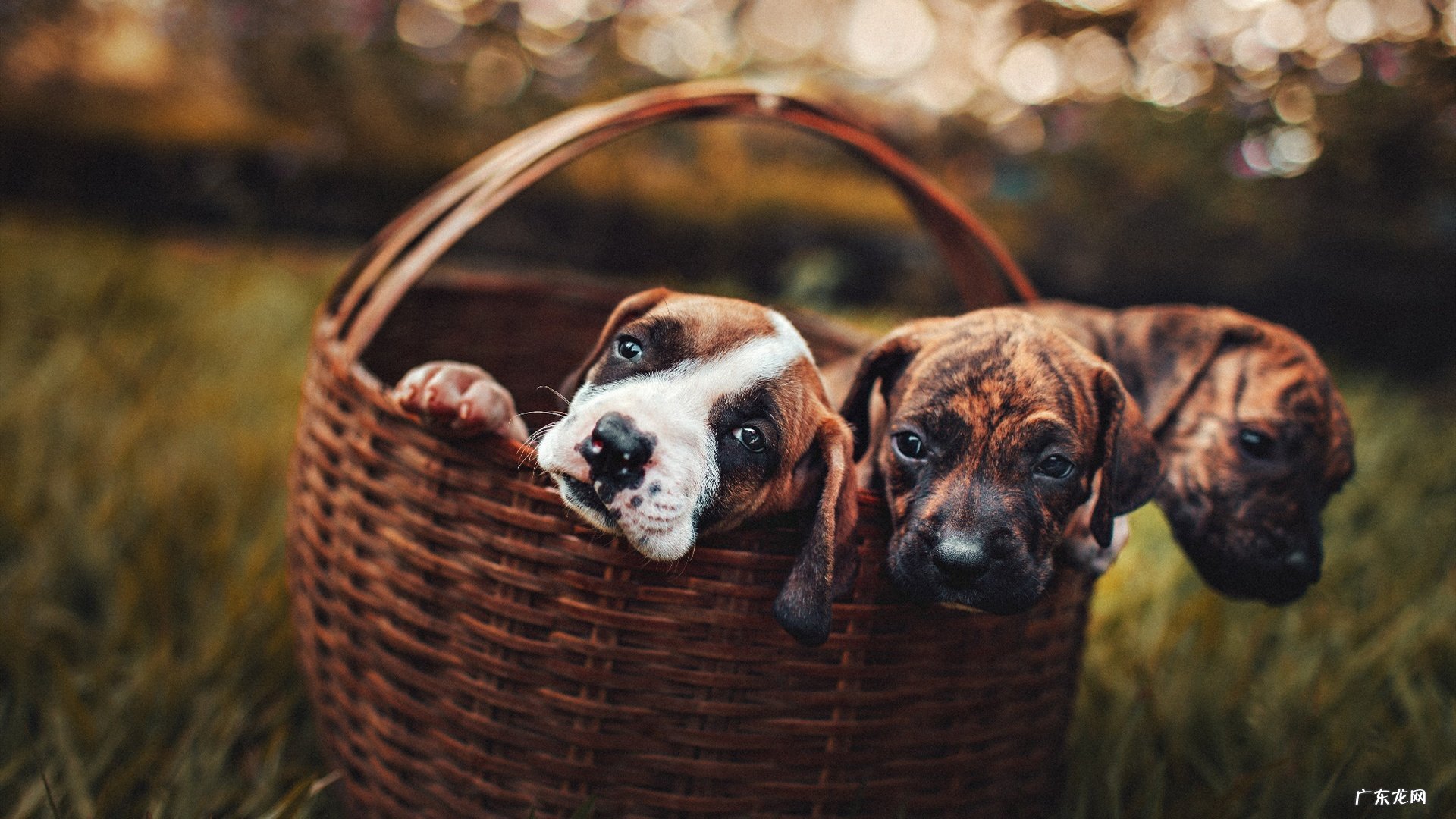 泡山楂水和干柠檬片喝可以减肥吗