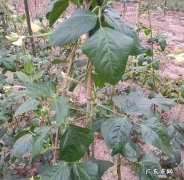 四季豆和豆角有什么区别 豆角与四季豆有什么区别