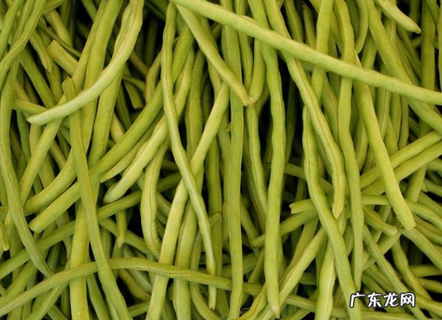 四季豆和豆角有什么区别 豆角与四季豆有什么区别