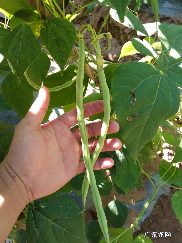 优质高产四季豆种子 高产无筋四季豆