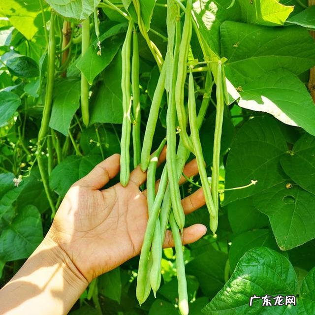 四季豆哪个品种最好吃 菜豆四季豆优良品种