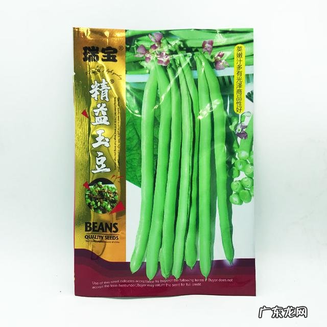 四季豆哪个品种最好吃 菜豆四季豆优良品种