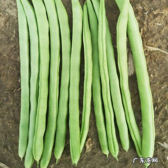 四季豆哪个品种最好吃 菜豆四季豆优良品种