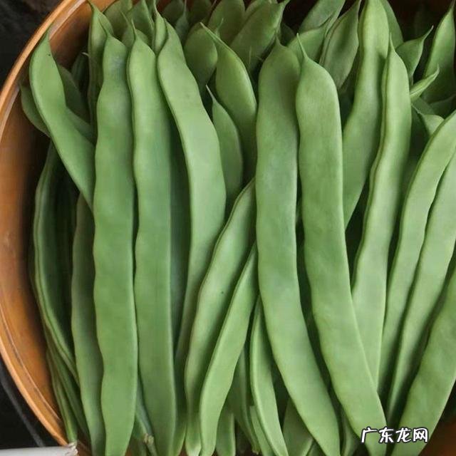最漂亮的四季豆 四季豆种哪种好吃