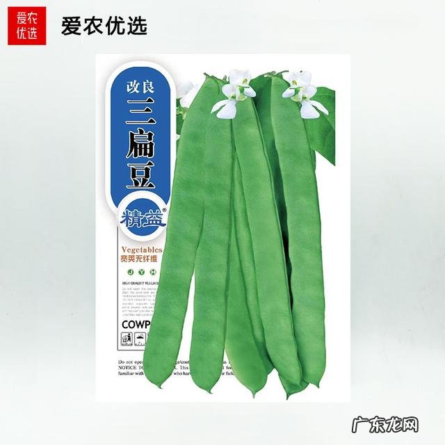 最漂亮的四季豆 四季豆种哪种好吃