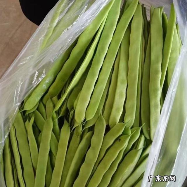 最漂亮的四季豆 四季豆种哪种好吃