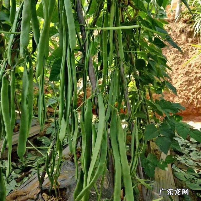最漂亮的四季豆 四季豆种哪种好吃