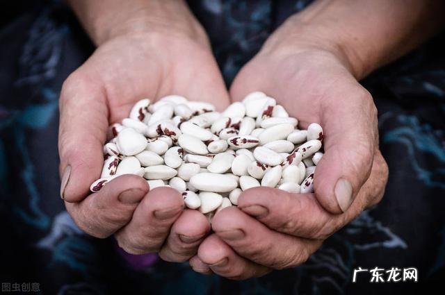 春播四季豆什么时候种为合适 四季豆什么时候种才好呢