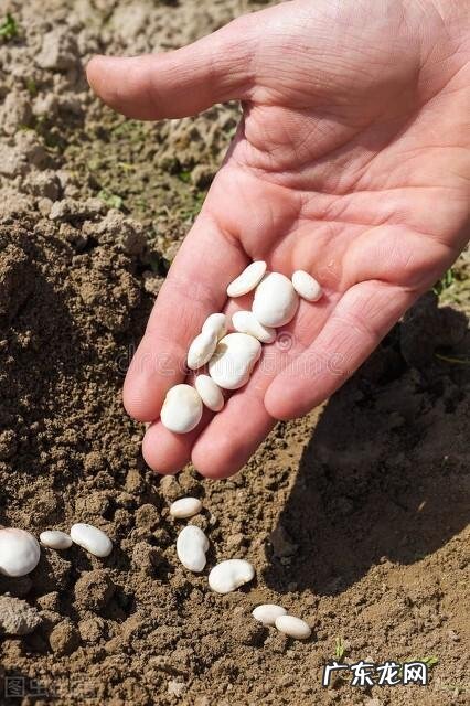 春播四季豆什么时候种为合适 四季豆什么时候种才好呢