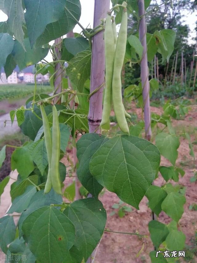 春播四季豆什么时候种为合适 四季豆什么时候种才好呢