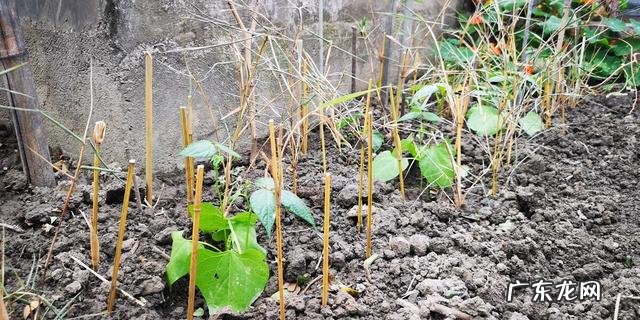 春播四季豆什么时候种为合适 四季豆什么时候种才好呢