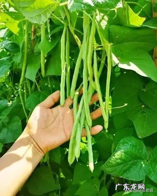 四季豆种子刚种要不要天天浇水 四季豆的种植时间及方法