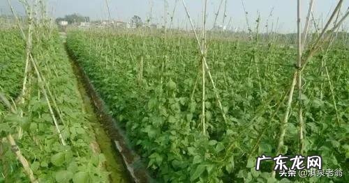 四季豆种子刚种要不要天天浇水 四季豆的种植时间及方法