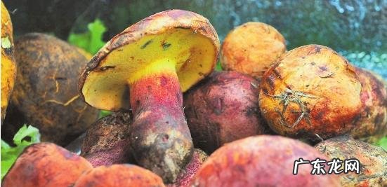 吃凉拌见手青中毒画面 见手青食用量