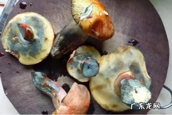 吃凉拌见手青中毒画面 见手青食用量