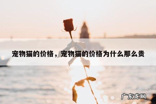宠物猫的价格,宠物猫的价格为什么那么贵