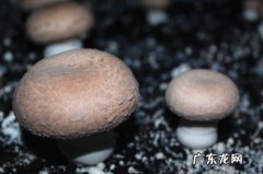 蘑菇高产的方法 高产蘑菇种植技术