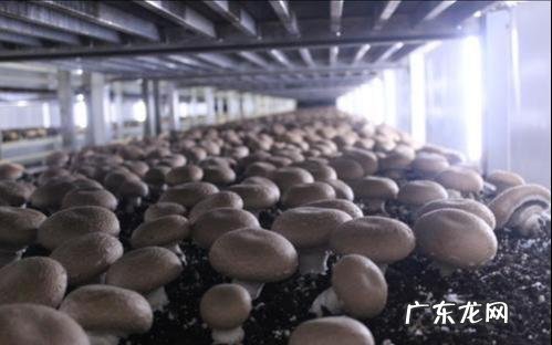蘑菇高产的方法 高产蘑菇种植技术