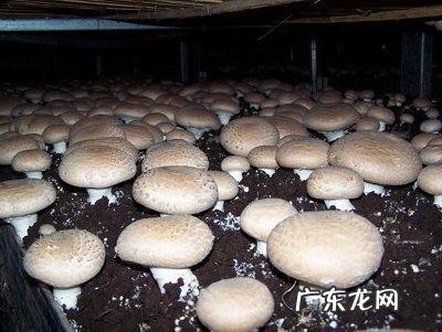 蘑菇高产的方法 高产蘑菇种植技术