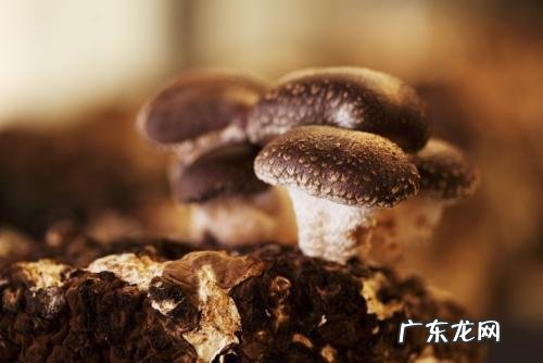 蘑菇高产的方法 高产蘑菇种植技术