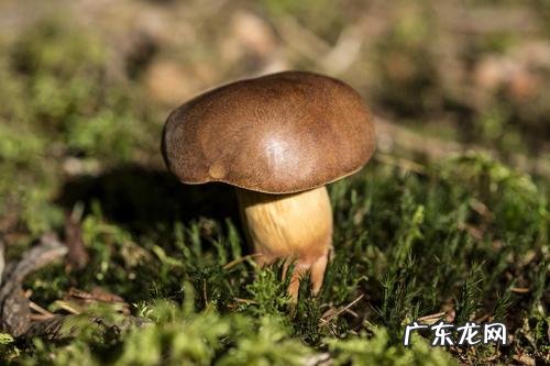 蘑菇高产的方法 高产蘑菇种植技术