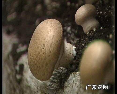 蘑菇高产的方法 高产蘑菇种植技术