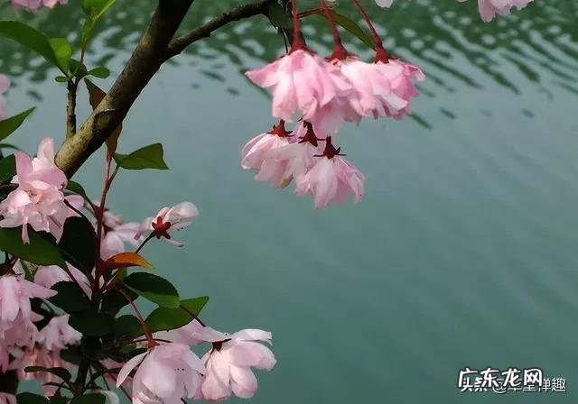 站桩与坐禅,哪个养生效果较好,求高人指教?