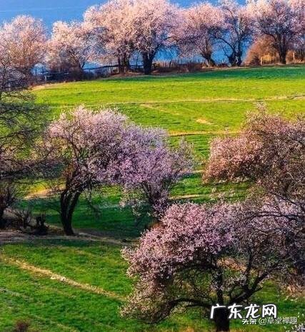 站桩与坐禅,哪个养生效果较好,求高人指教?