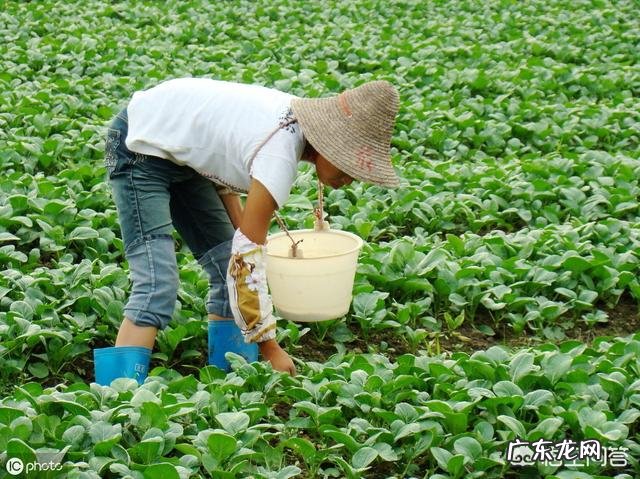 白菜喷醋,1斤醋加多少水?该注意什么?