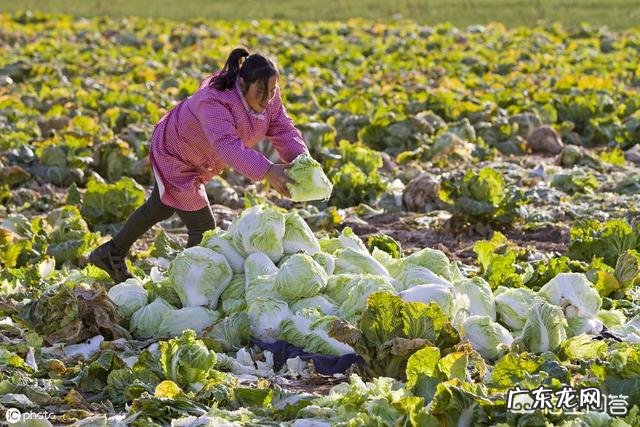 白菜喷醋,1斤醋加多少水?该注意什么?