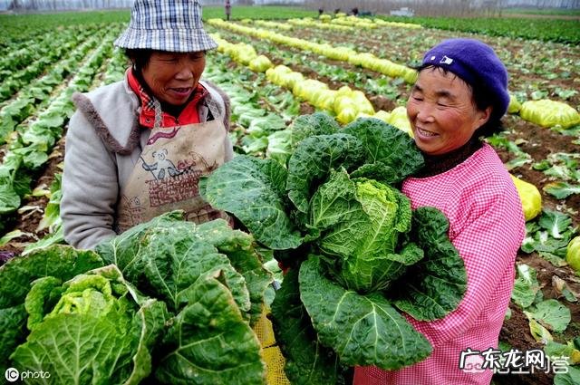 白菜喷醋,1斤醋加多少水?该注意什么?