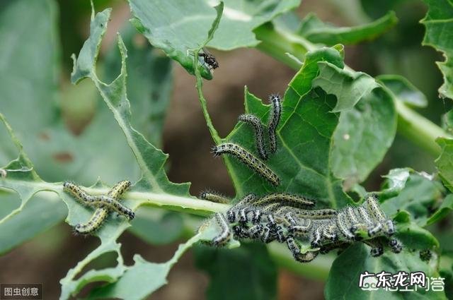 白菜喷醋,1斤醋加多少水?该注意什么?